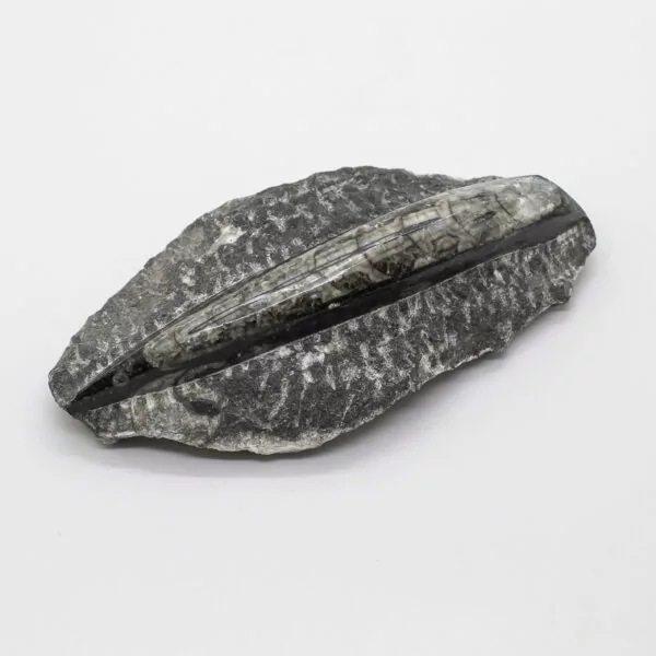 orthoceras fossil