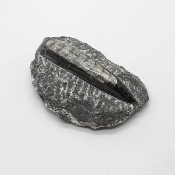 orthoceras fossil