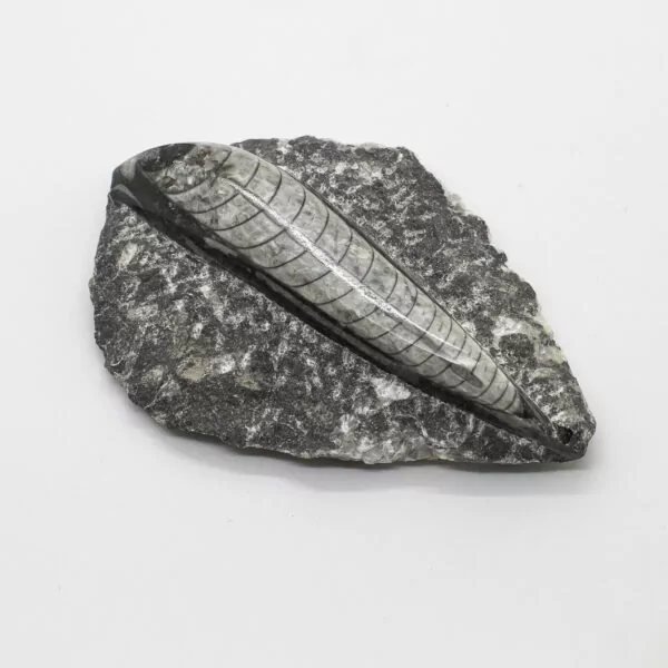 orthoceras fossil