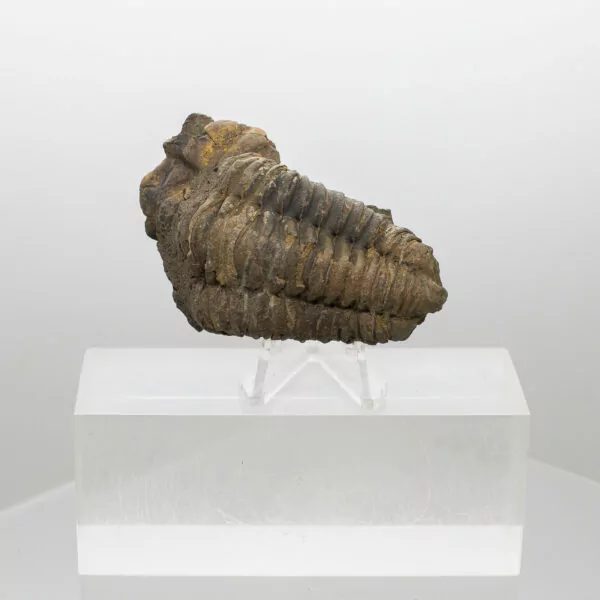 trilobite fossil