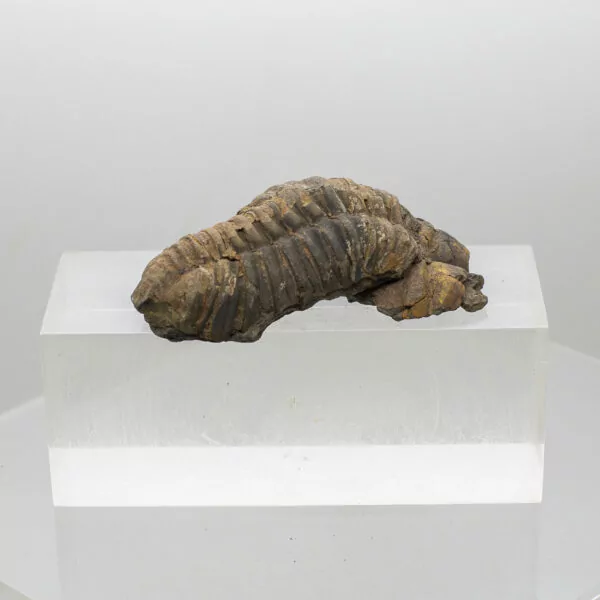 trilobite fossil