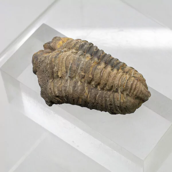 trilobite fossil