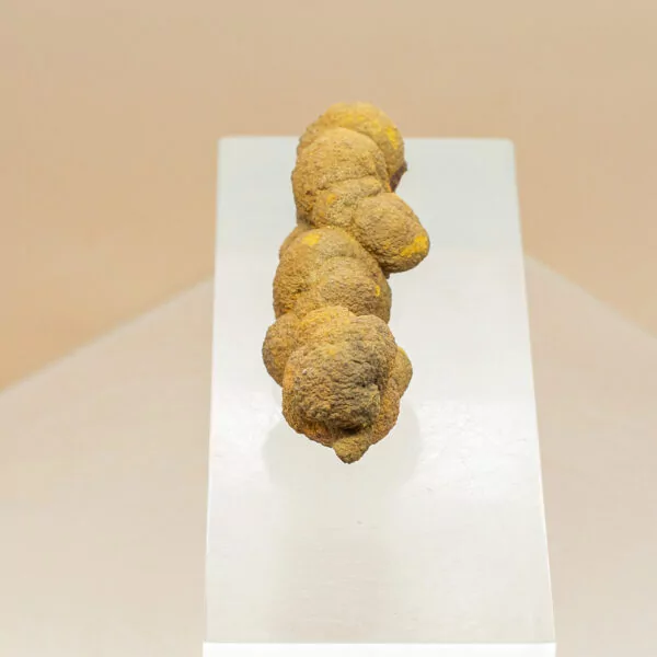 coprolite fossil dinosaur dung