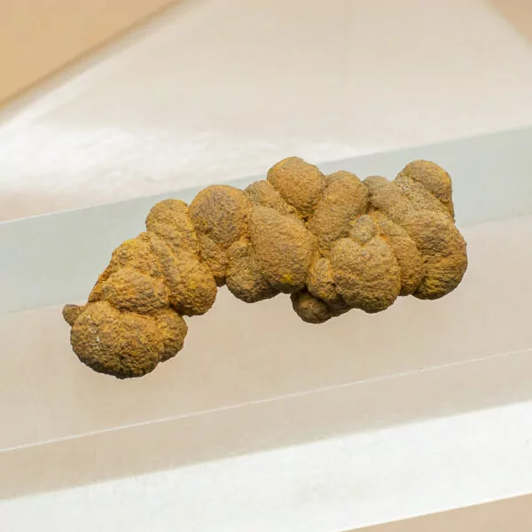 coprolite fossil dinosaur dung