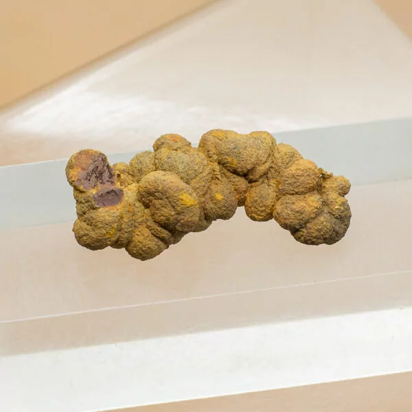 coprolite fossil dinosaur dung