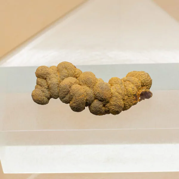 coprolite fossil dinosaur dung