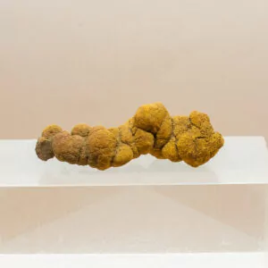 coprolite fossil dinosaur dung