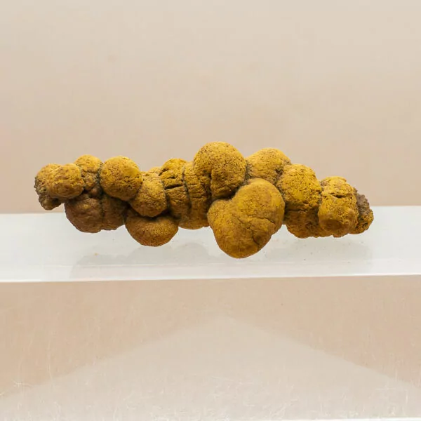 coprolite fossil dinosaur dung