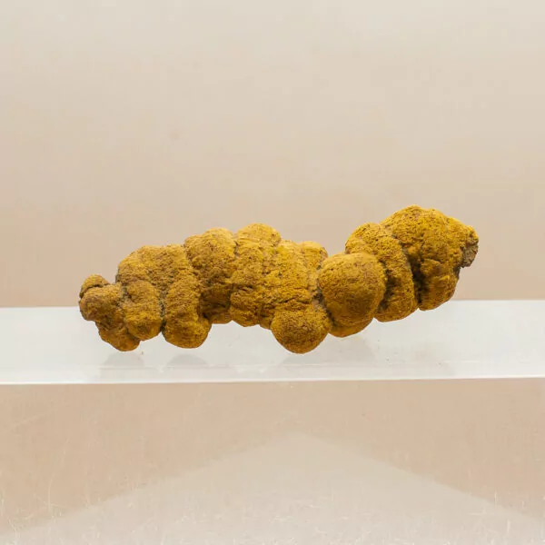 coprolite fossil dinosaur dung