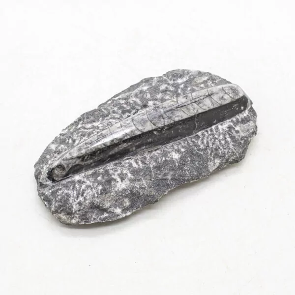 orthoceras fossil