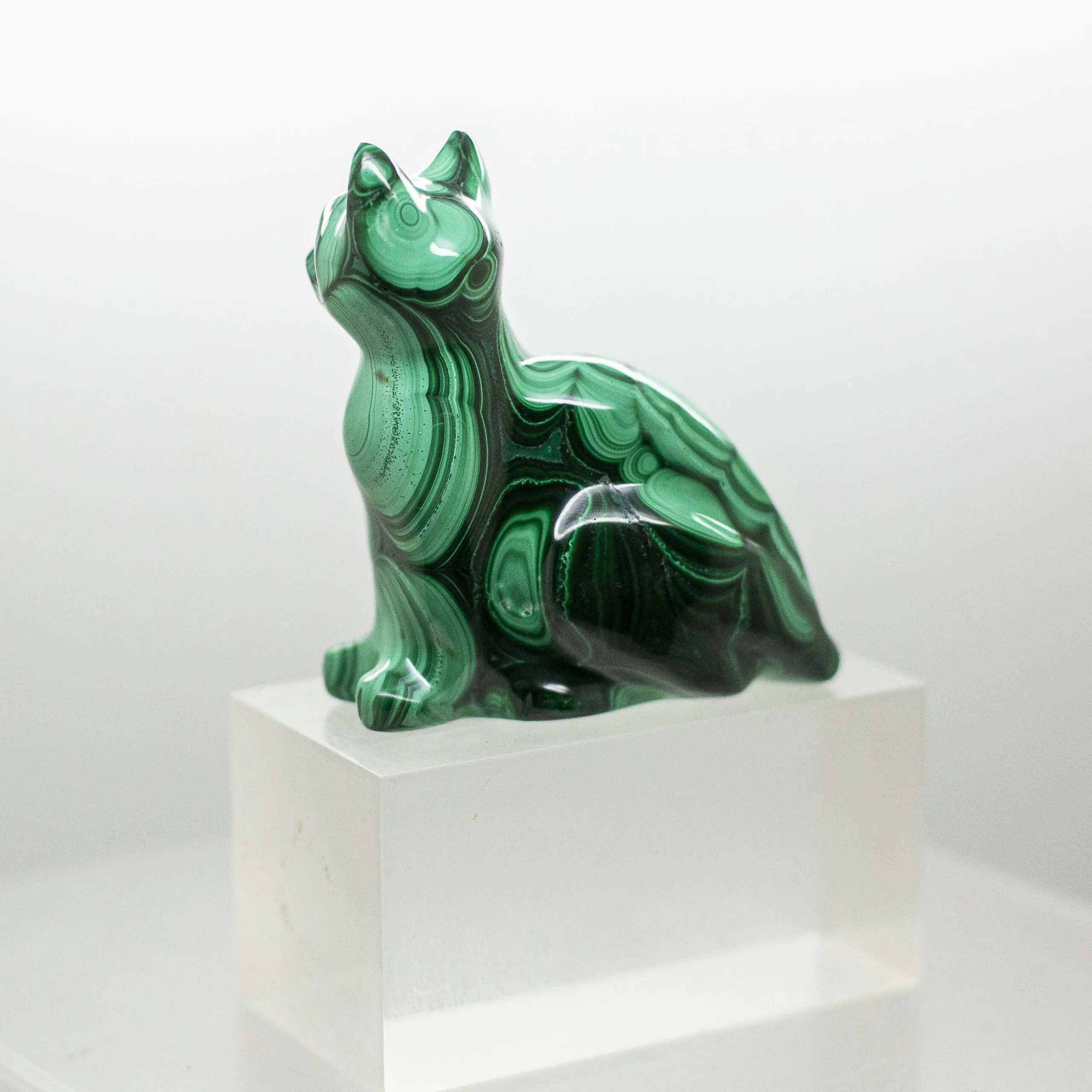 malachite cat