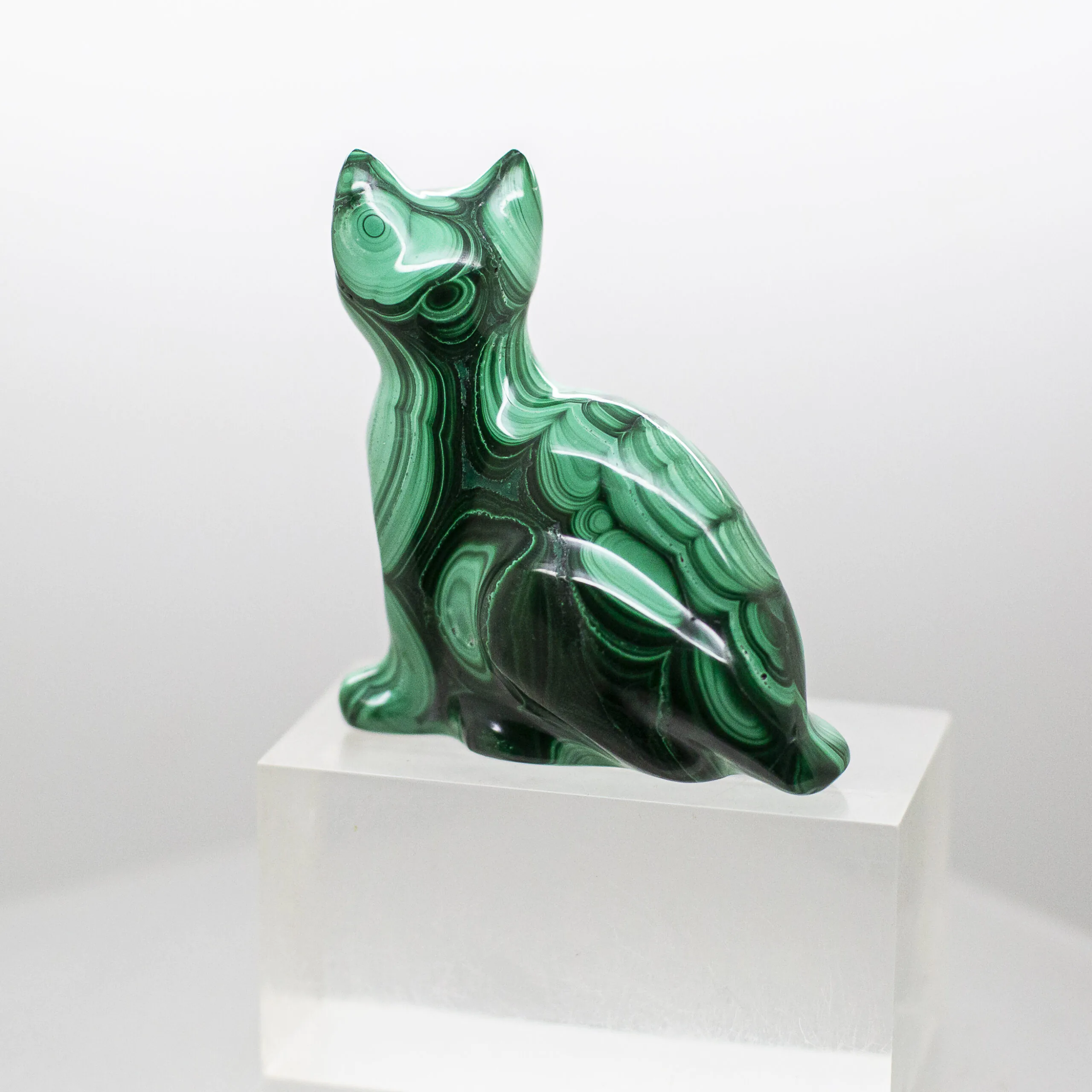 malachite cat