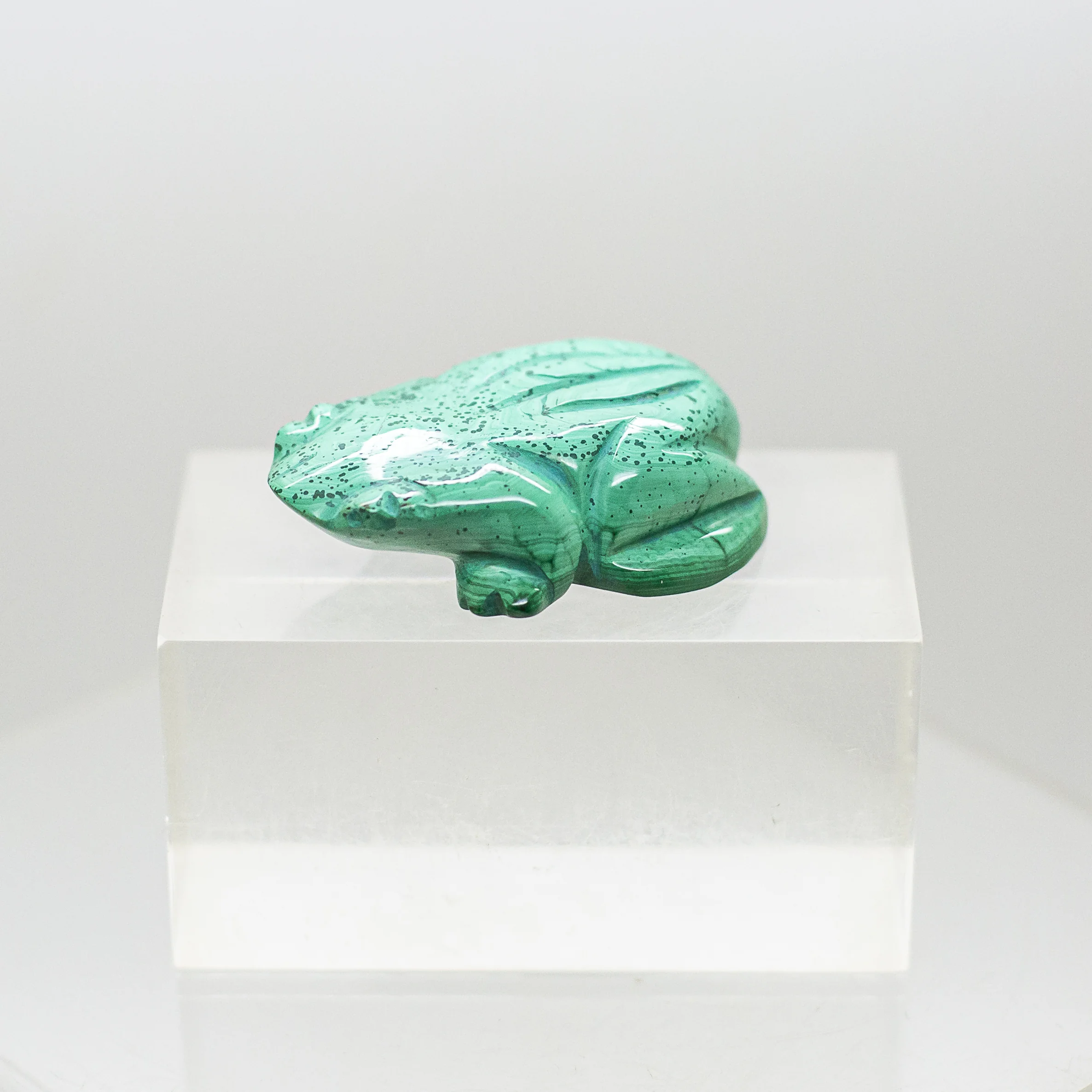 malachite frog
